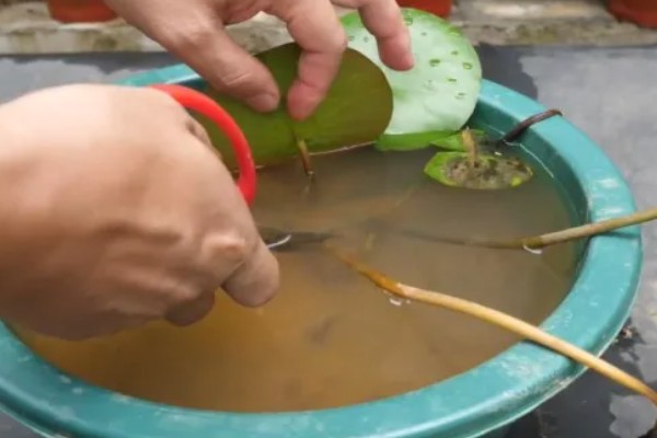 睡莲夏天怕不怕晒,不怕太阳晒