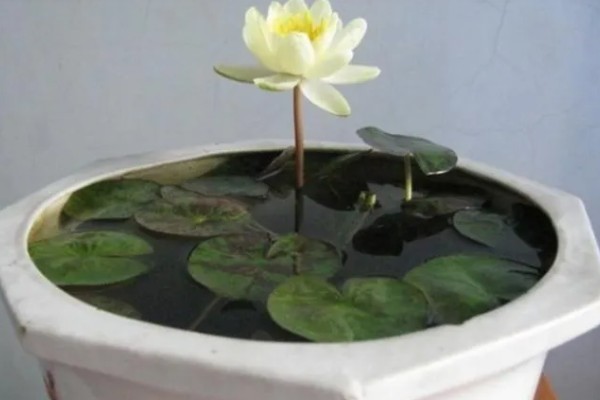 睡莲夏天怕不怕晒,不怕太阳晒