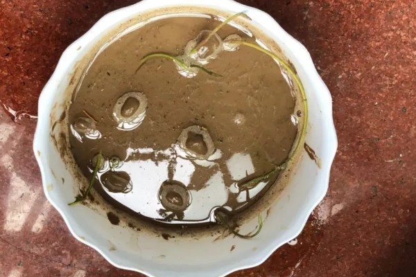 睡莲夏天怕不怕晒,不怕太阳晒