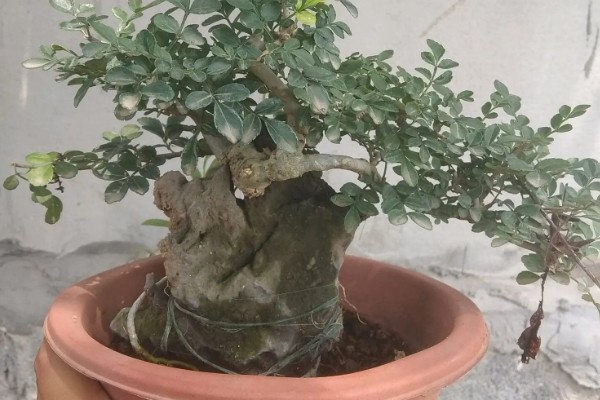 白蜡树的养护管理方法，春秋两季每隔2-3天浇一次水