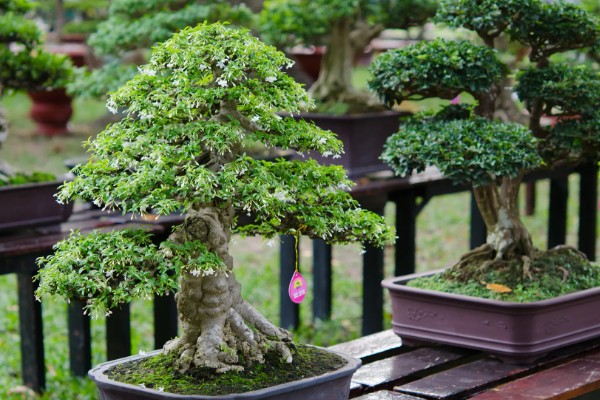 白蜡树的养护管理方法，春秋两季每隔2-3天浇一次水
