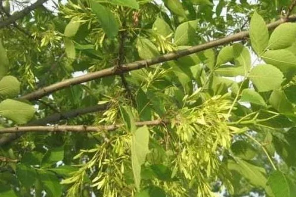 白蜡树的养护管理方法，春秋两季每隔2-3天浇一次水