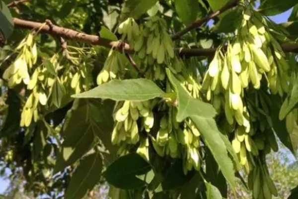 白蜡树的养护管理方法，春秋两季每隔2-3天浇一次水