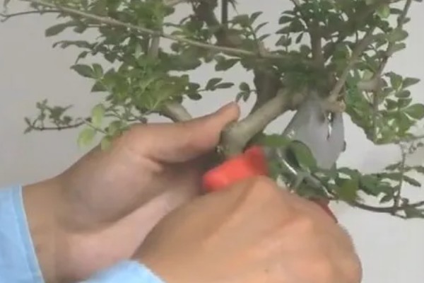 白蜡树的养护管理方法，春秋两季每隔2-3天浇一次水