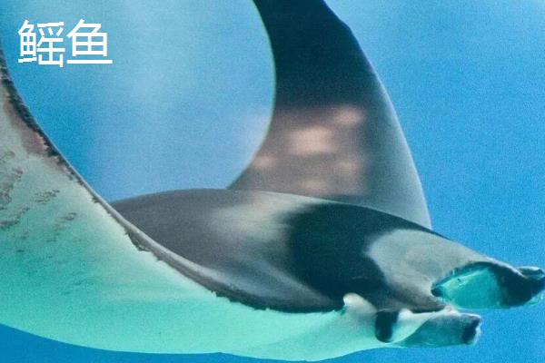 鳐鱼是什么鱼，属于海水鱼