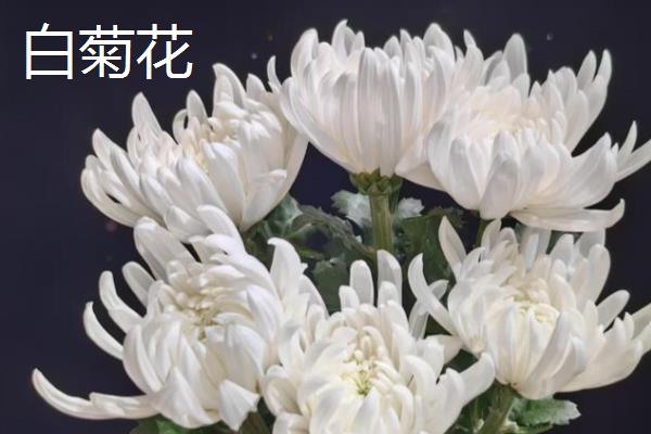 菊花可以晒太阳吗,菊花能晒太阳