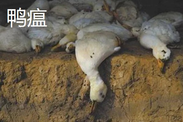 第一次怎么养鸭,要及时做好全面的疫病防治工作