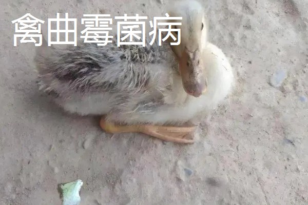 第一次怎么养鸭,要及时做好全面的疫病防治工作