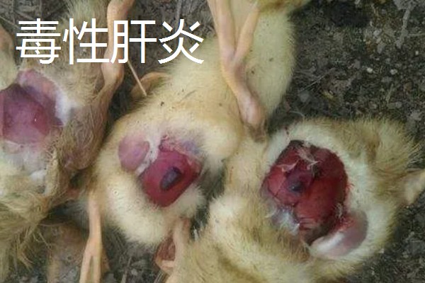 第一次怎么养鸭,要及时做好全面的疫病防治工作