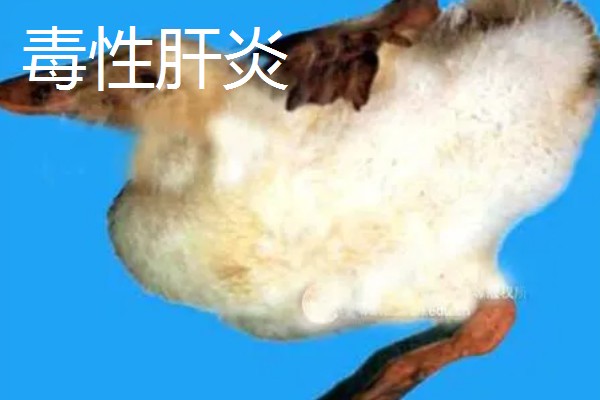 第一次怎么养鸭,要及时做好全面的疫病防治工作