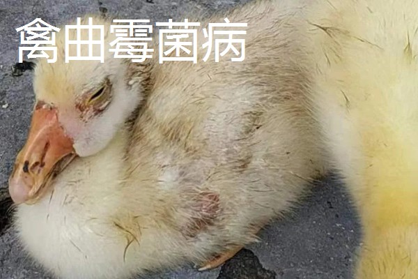 第一次怎么养鸭,要及时做好全面的疫病防治工作