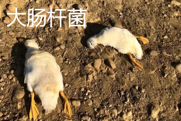 第一次怎么养鸭,要及时做好全面的疫病防治工作