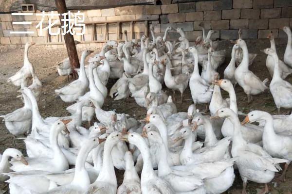 三花鹅与大白鹅的区别，品种和饲养方法不同