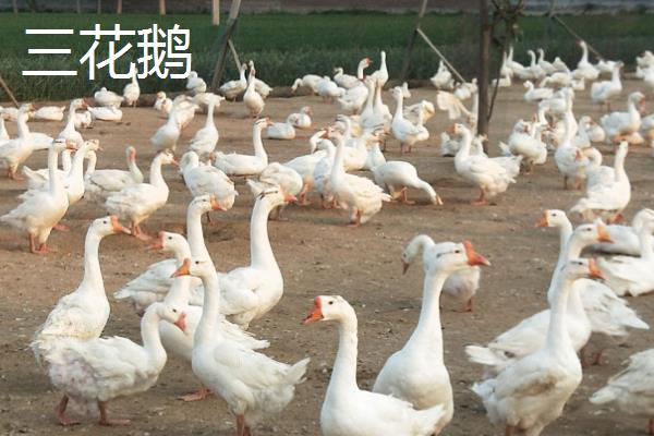 三花鹅与大白鹅的区别，品种和饲养方法不同