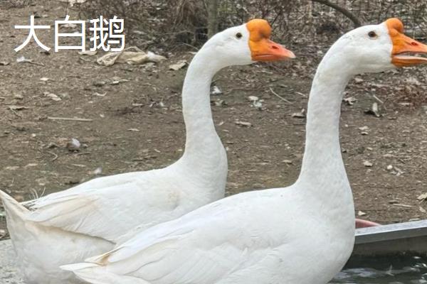 三花鹅与大白鹅的区别，品种和饲养方法不同