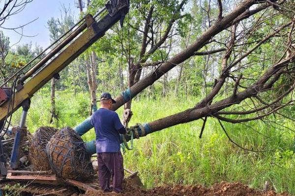 香樟树的移植技术,可采用截干树移法、断根缩冠法等