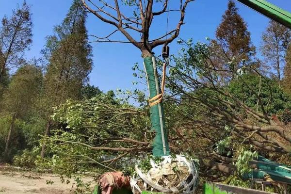 香樟树的移植技术,可采用截干树移法、断根缩冠法等