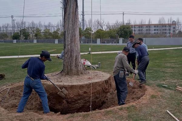 香樟树的移植技术,可采用截干树移法、断根缩冠法等