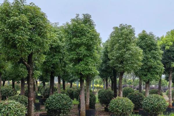 香樟树的移植技术,可采用截干树移法、断根缩冠法等