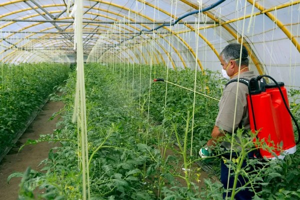 蔬菜如何以肥治虫，可以用尿素、洗衣粉等配制
