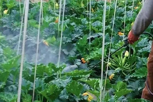 蔬菜如何以肥治虫，可以用尿素、洗衣粉等配制
