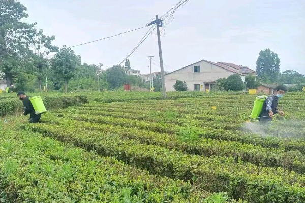 蔬菜如何以肥治虫，可以用尿素、洗衣粉等配制
