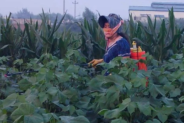 蔬菜如何以肥治虫，可以用尿素、洗衣粉等配制