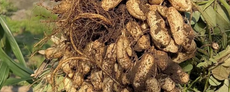 怎么施肥能提高花生产量，开花后喷施尿素和磷酸二氢钾