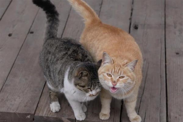 让新猫跟老猫和谐相处的方法，先让猫认识各自的味道