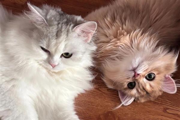 让新猫跟老猫和谐相处的方法，先让猫认识各自的味道