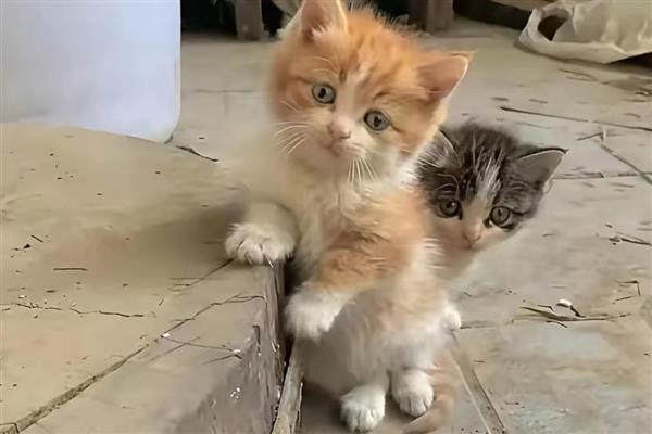 让新猫跟老猫和谐相处的方法，先让猫认识各自的味道