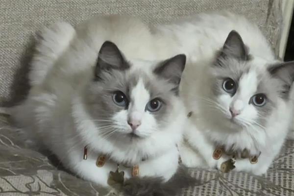 让新猫跟老猫和谐相处的方法，先让猫认识各自的味道