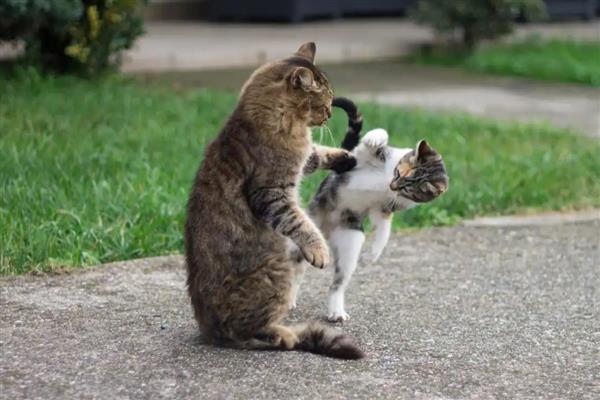 让新猫跟老猫和谐相处的方法，先让猫认识各自的味道