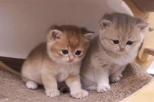 让新猫跟老猫和谐相处的方法，先让猫认识各自的味道