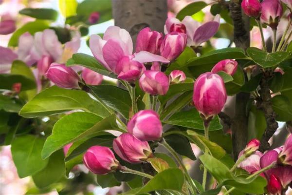 海棠花是不是完全花,属于完全花可以自花授粉或异花授粉