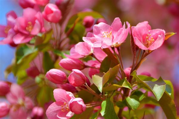 海棠花是不是完全花,属于完全花可以自花授粉或异花授粉