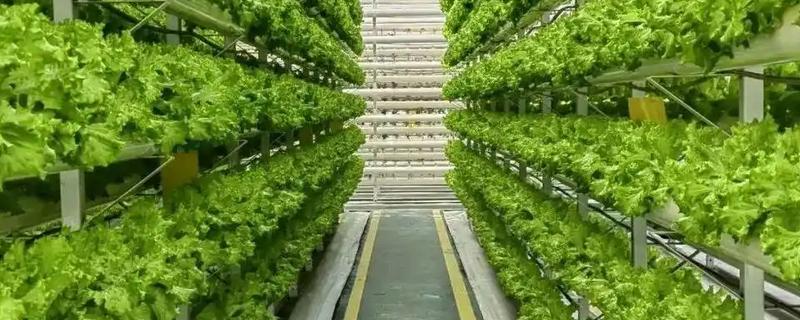 蔬菜无土种植模式有几种，分为水培、浮板栽培等4种模式