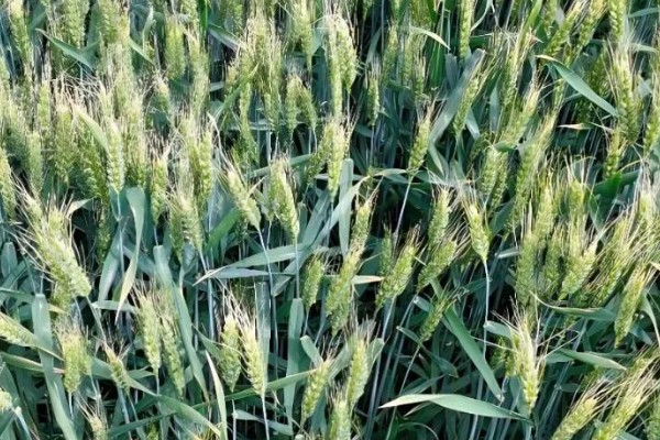 5月份管理小麦的方法，防治蚜虫有助于稳定增产