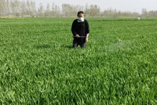 5月份管理小麦的方法，防治蚜虫有助于稳定增产
