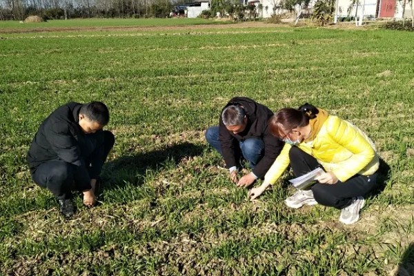 5月份管理小麦的方法，防治蚜虫有助于稳定增产
