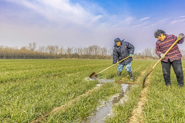 5月份管理小麦的方法，防治蚜虫有助于稳定增产