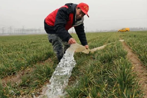 5月份管理小麦的方法，防治蚜虫有助于稳定增产