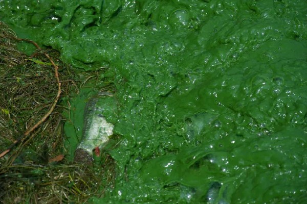 蓝藻的形成原因,水温高、水体富营养化是主因