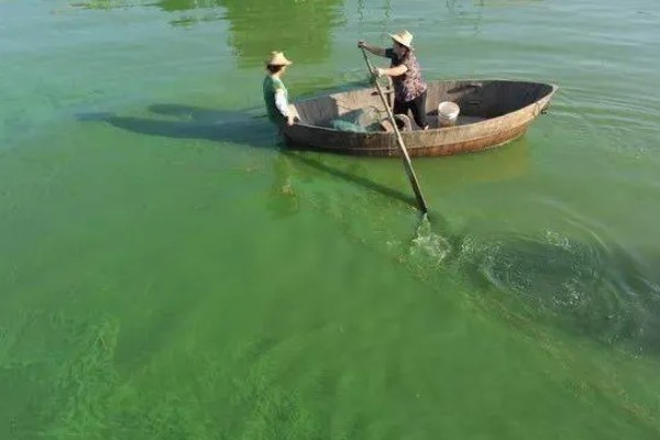 蓝藻的形成原因,水温高、水体富营养化是主因
