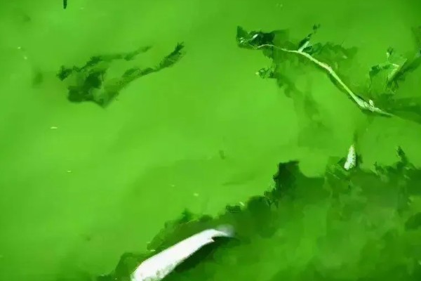 蓝藻的形成原因,水温高、水体富营养化是主因