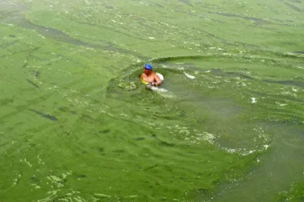 蓝藻的形成原因,水温高、水体富营养化是主因