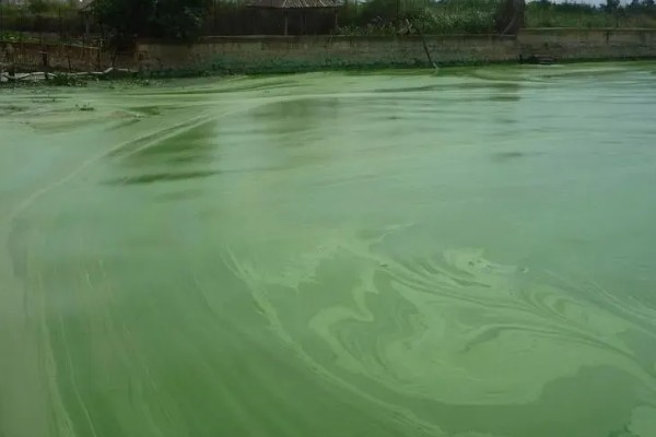 蓝藻的形成原因,水温高、水体富营养化是主因
