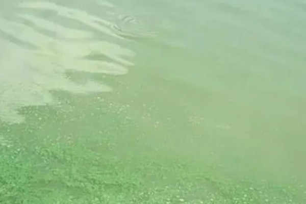 蓝藻的形成原因,水温高、水体富营养化是主因