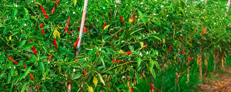 辣椒落花落果的原因及防治方法，可能是温度不适所致