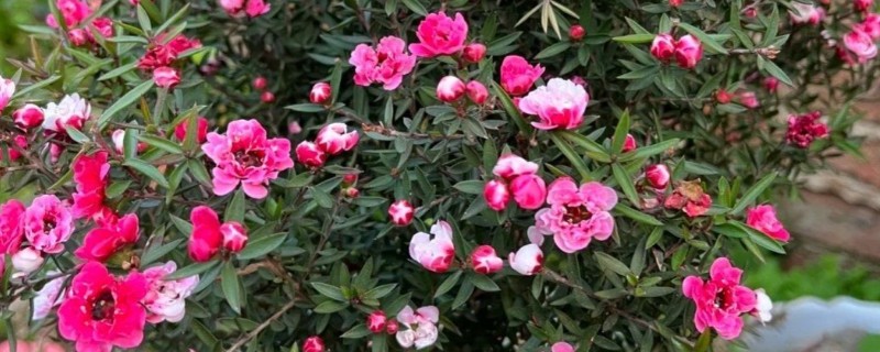 松红梅的花语是什么，寓意胜利、坚定等